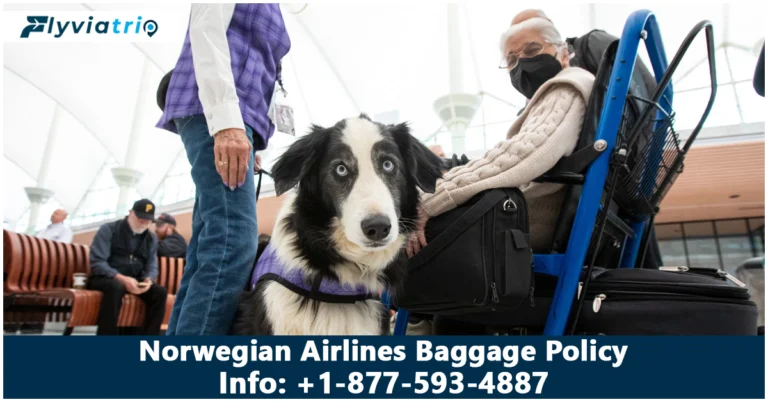 Norwegian Airlines Pet Policy: Travel with Cats, Dogs & Fee