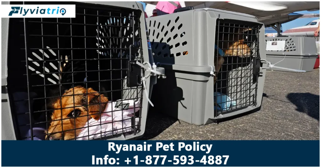 Ryanair Pet Policy